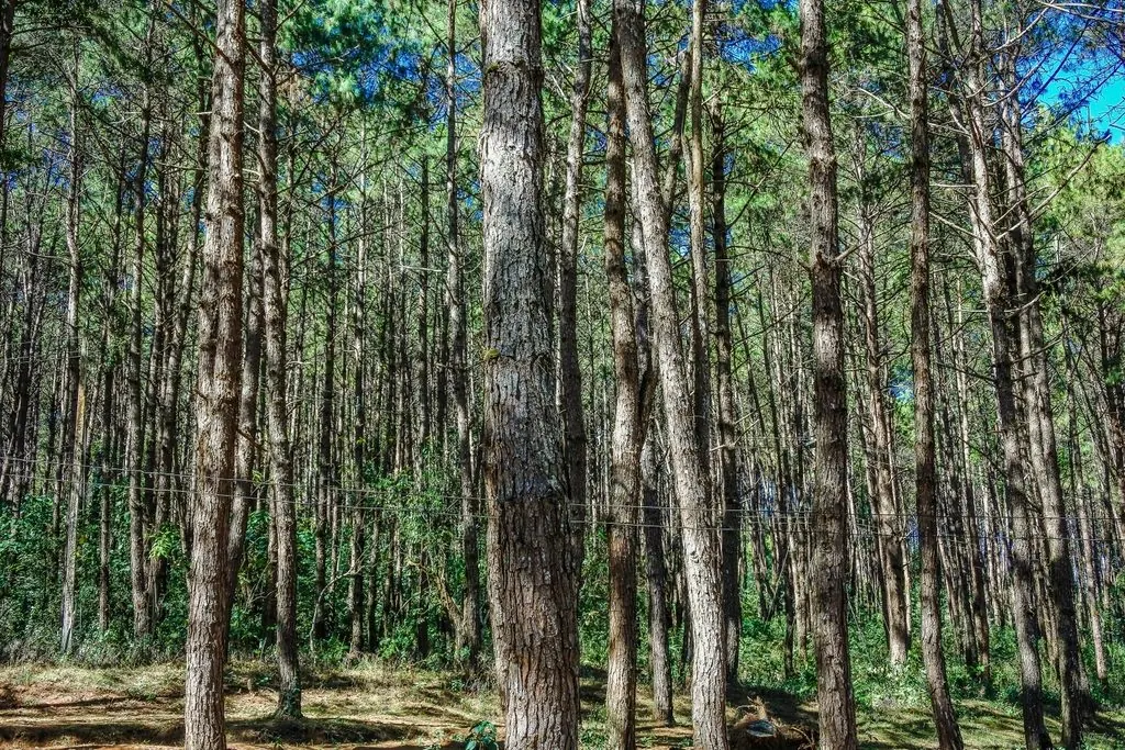 Suzano: como o Brasil virou o maior produtor de celulose de eucalipto do mundo